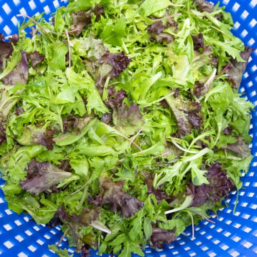 Mixed Arugula in a basket of the ABM automatic basket mill.